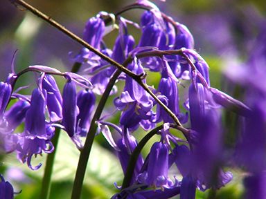 bluebells-darker